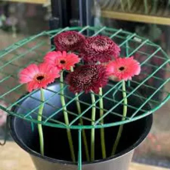 Red Gerbera Daisy Plant